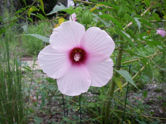 Halberd-leaved Marsh Mallow 